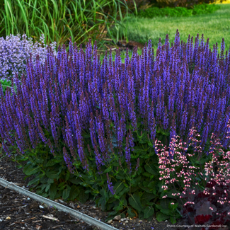 Salvia - Violet Riot PW 1 Gal