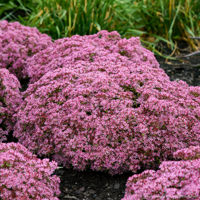 Sedum - RocknGrow Pride and Joy PW 1 Gal