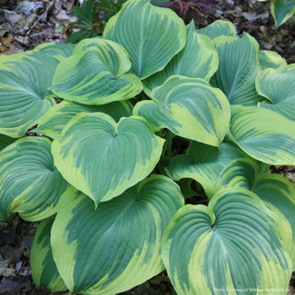 Hosta - Earth Angel 1 Gal
