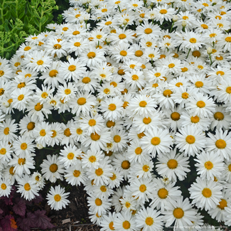 Shasta Daisy - Whoops-a-Daisy 1 Gal