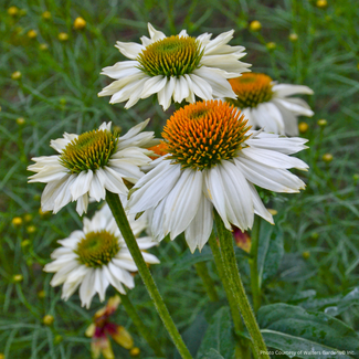 Echinacea - Pow Wow White 1 Gal