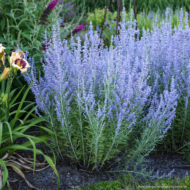 Perovskia Russian Sage - Blue Jean Baby 1 Gal