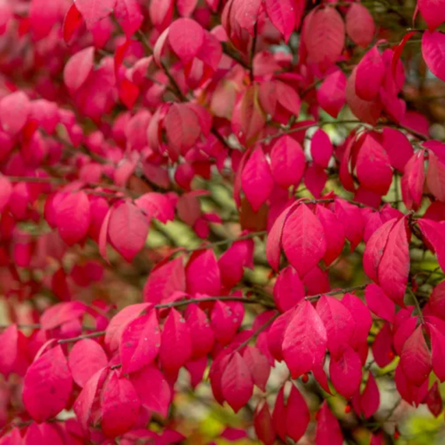 Dwarf Burning Bush 40cm 3 Gal
