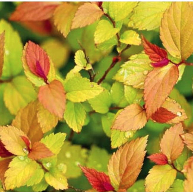 Spirea - Gold Flame 2 Gal