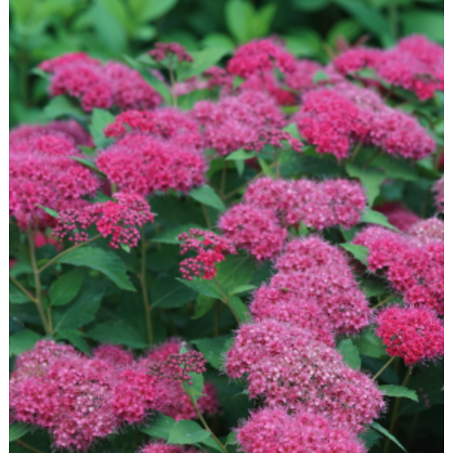 Spirea - Double Play Doozie PW 2 Gal