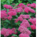 Spirea - Double Play Doozie PW 2 Gal