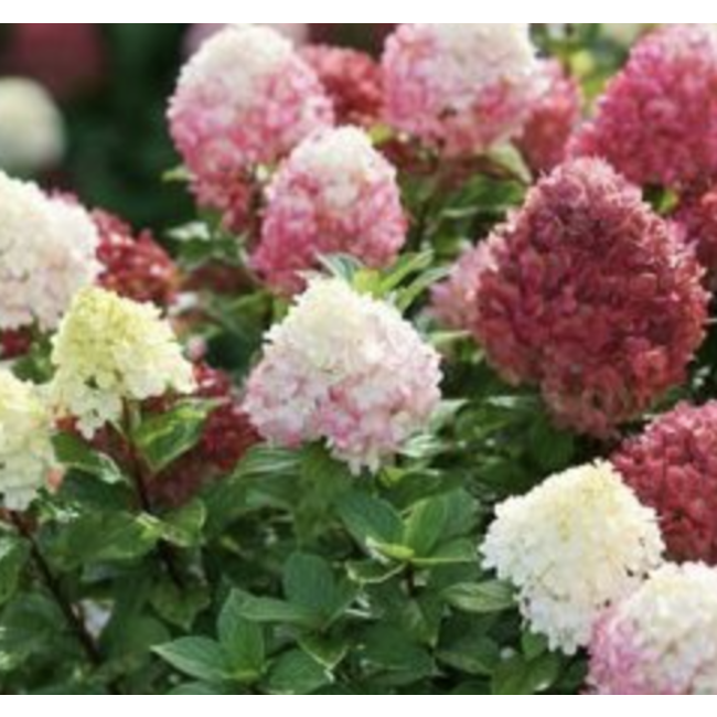 Hydrangea - Pee Gee Grandiflora 2 Gal