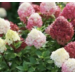 Hydrangea - Pee Gee Grandiflora 2 Gal