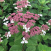 Hydrangea - Invincibelle Lace PW 2 Gal