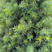 Clipped Pyramidal Japanese Yew