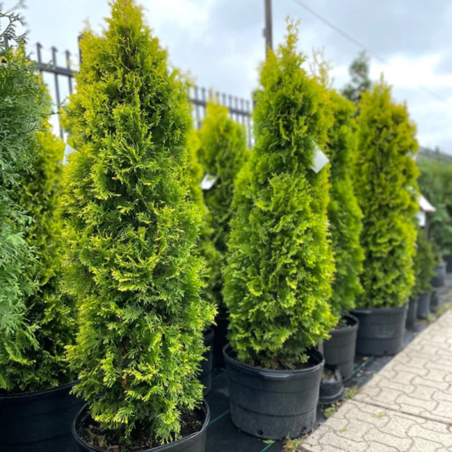 Jantar Gold Pyramidal Cedar