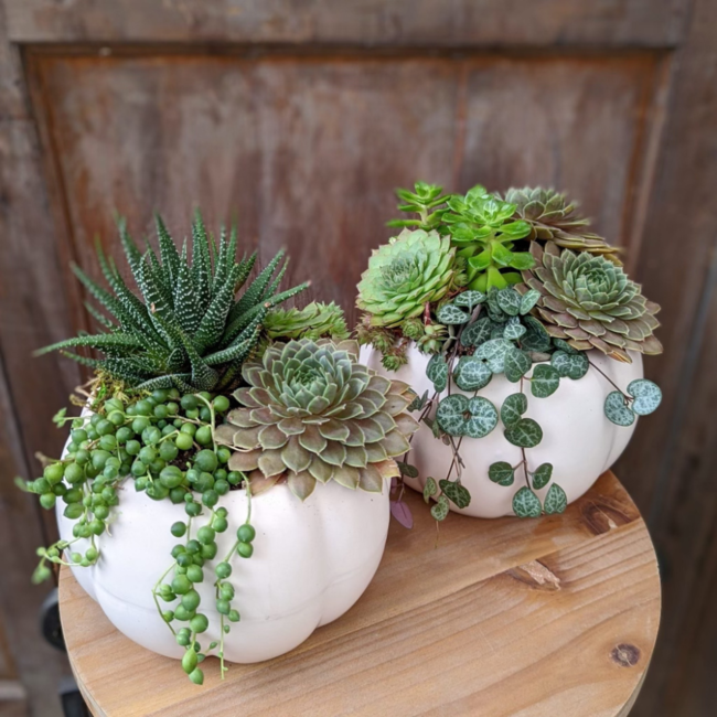 Pumpkin Succulent Workshop