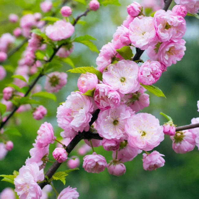 Double Flowering Almond Std. 5 Gal