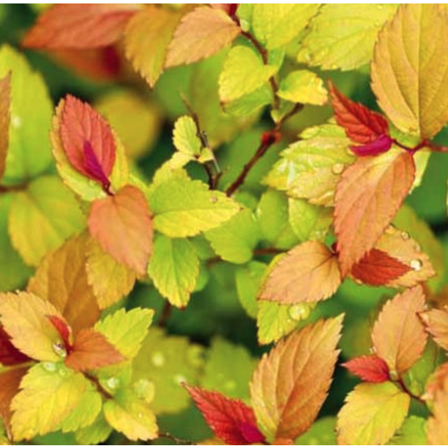 Spirea - Goldflame 2 Gal