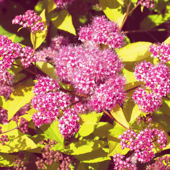 Spirea - Goldmound 2 Gal