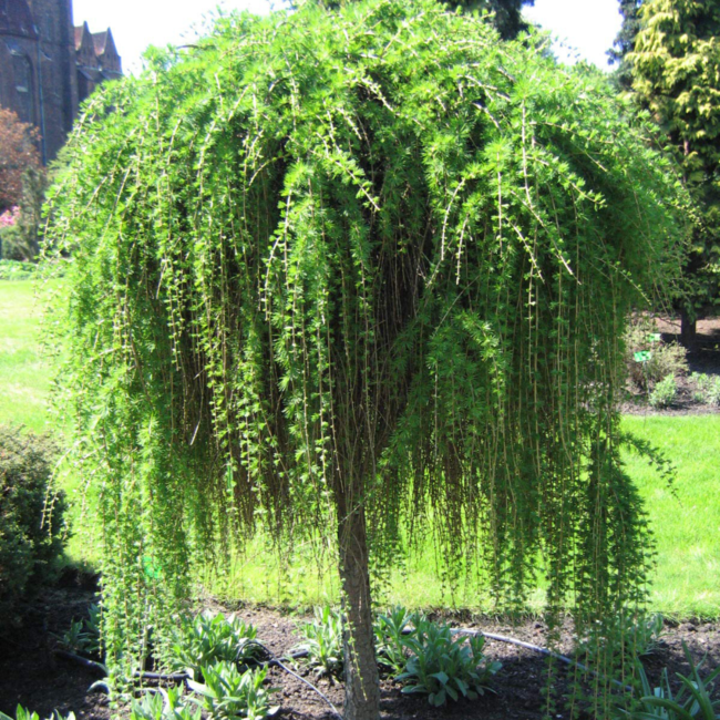 Weeping European Larch 5 Gal