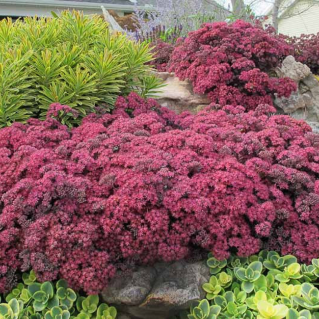 Sedum - Dazzleberry 1 Gal