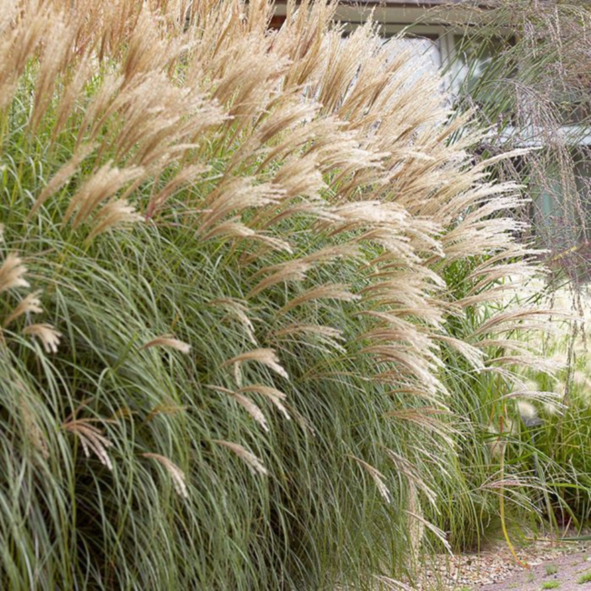 Miscanthus - Little Kitten 1 Gal