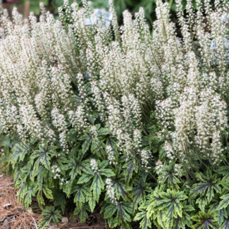 Tiarella - Cutting Edge 1 Gal