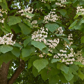Northern Catalpa 200cm 15 Gal