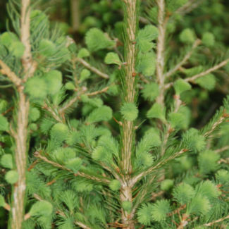 Norway Columnar Spruce 150cm 10 Gal