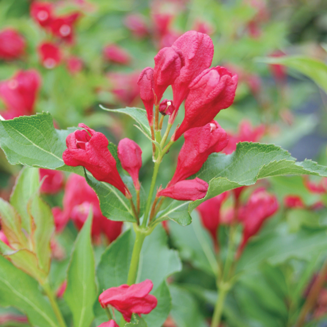 Weigela - Sonic Bloom Red PW 2 Gal