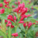 Weigela - Sonic Bloom Red PW 2 Gal