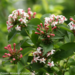 Abelia - Sweet Emotion PW 2 Gal