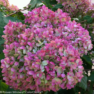 Hydrangea - Little Lime PW 2 Gal