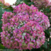 Hydrangea - Little Lime PW 2 Gal