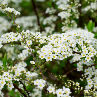 Spirea - Snowmound