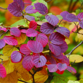 Fothergilla Bottlebrush - Mount Airy 3 Gal