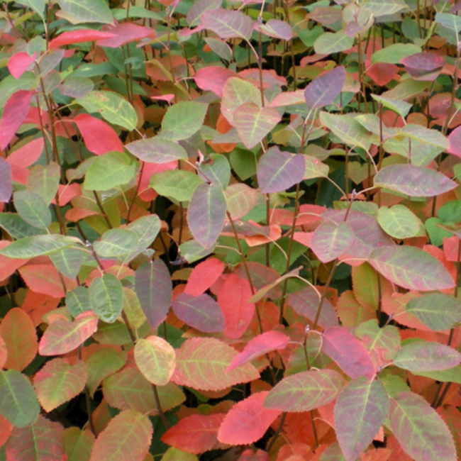 Serviceberry - Autumn Brilliance  Tree form 250cm 15 Gal