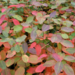 Serviceberry - Autumn Brilliance