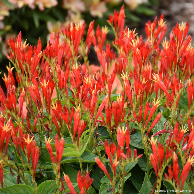Spigelia - Ragin Cajun 2 Gal