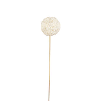 8cm Snowball Pic