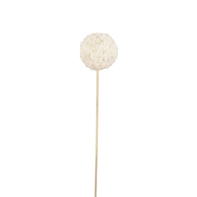 8cm Snowball Pic