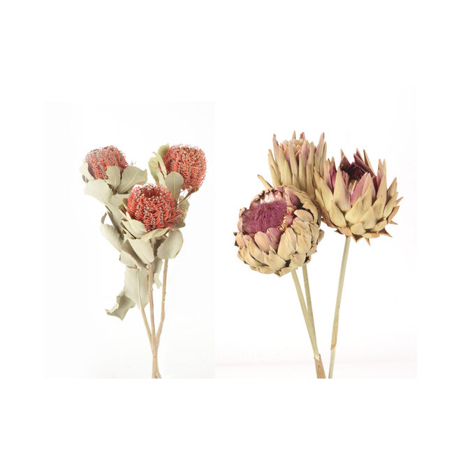 Banksia/Cardonni Thistle Pic