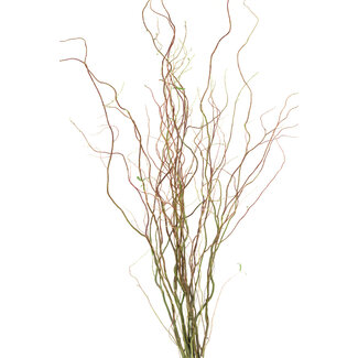 Curly Willow - Natural Green 3-4'