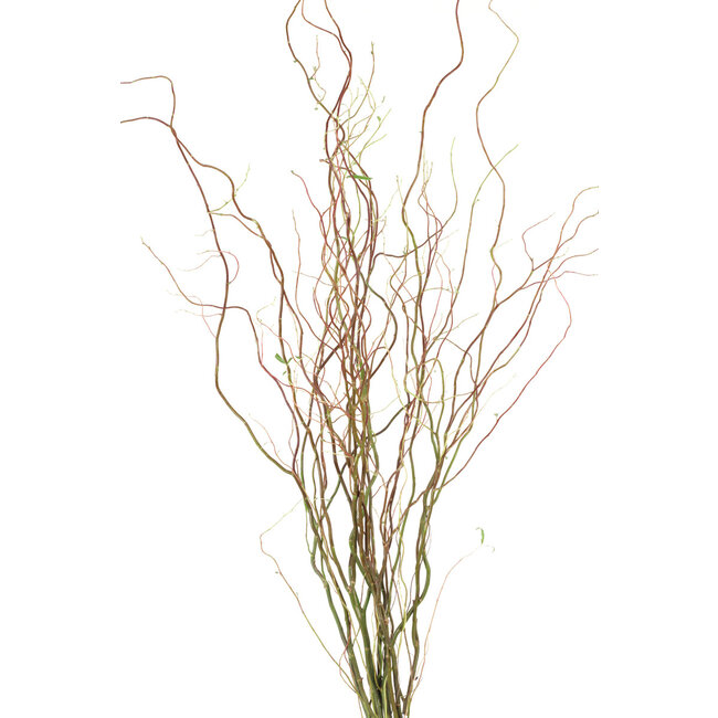 Curly Willow - Natural Green 3-4'