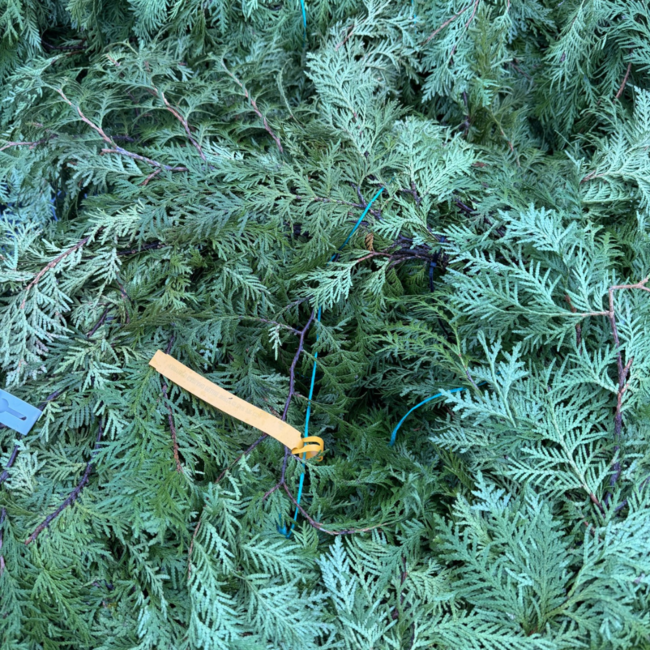 20' Deluxe White Cedar Garland