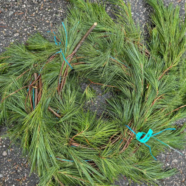 60' White Pine Garland