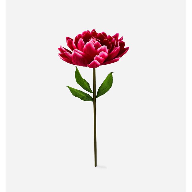 Lotus Flower