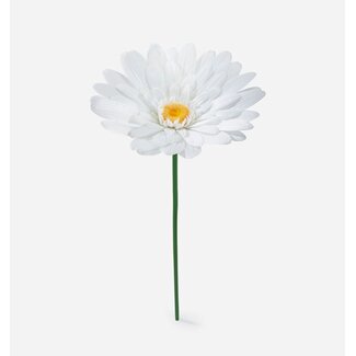 Daisy Flower