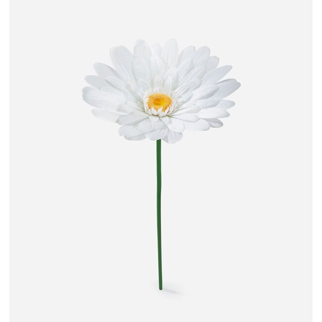 Daisy Flower