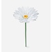 Daisy Flower