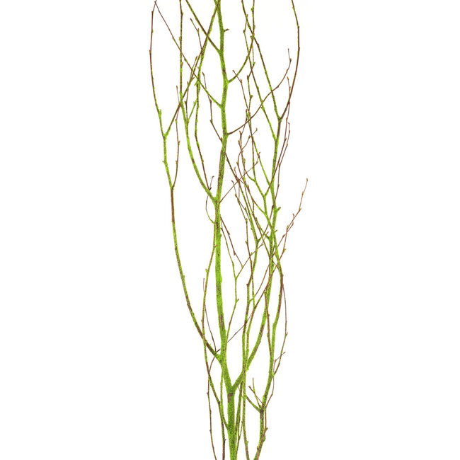 Moss Flocked Branches 4-5'