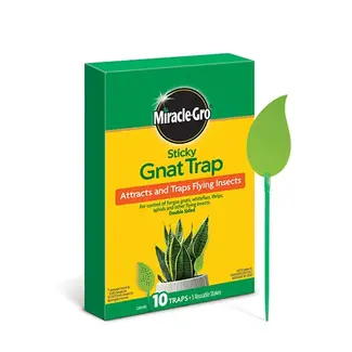 Miracle Gro Sticky Knat Trap 10pk