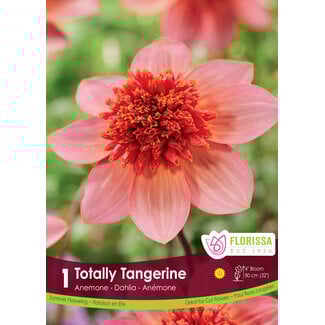 Dahlia - Anemone Totally Tangerine