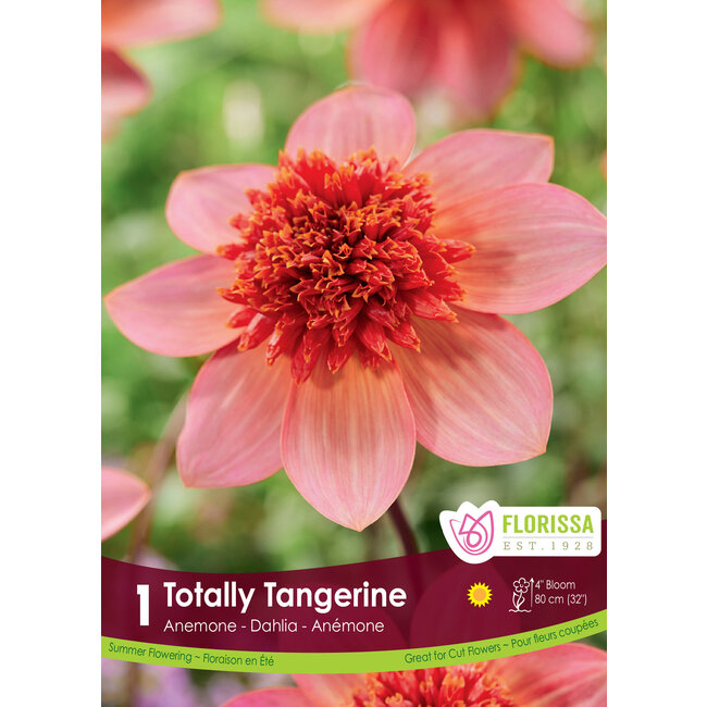 Dahlia - Anemone Totally Tangerine